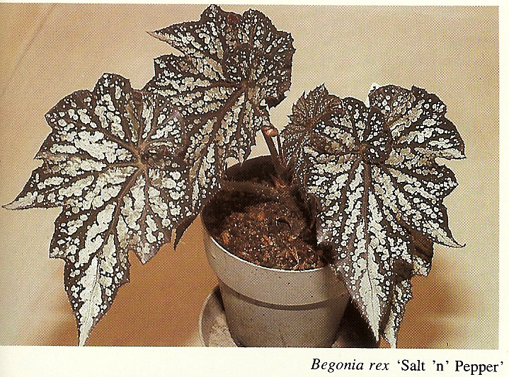 B. ‘Salt and Pepper’
